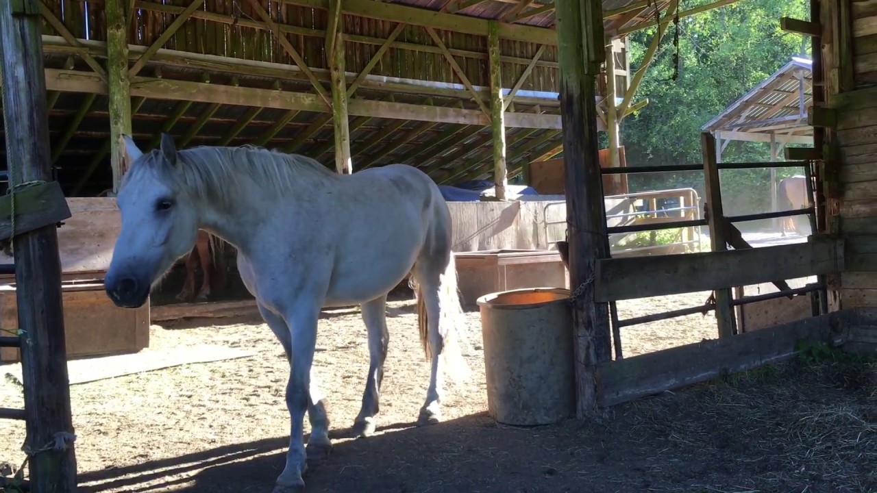 Мой загон/пастбище для дождливого климата