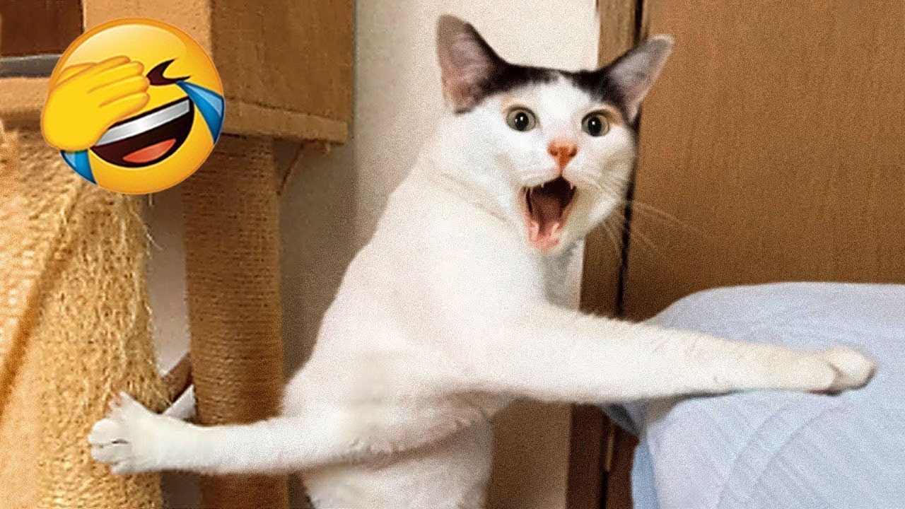 Смеяться до слёз! 😂 Самые смешные собаки и кошки 😹🐶 Часть 4