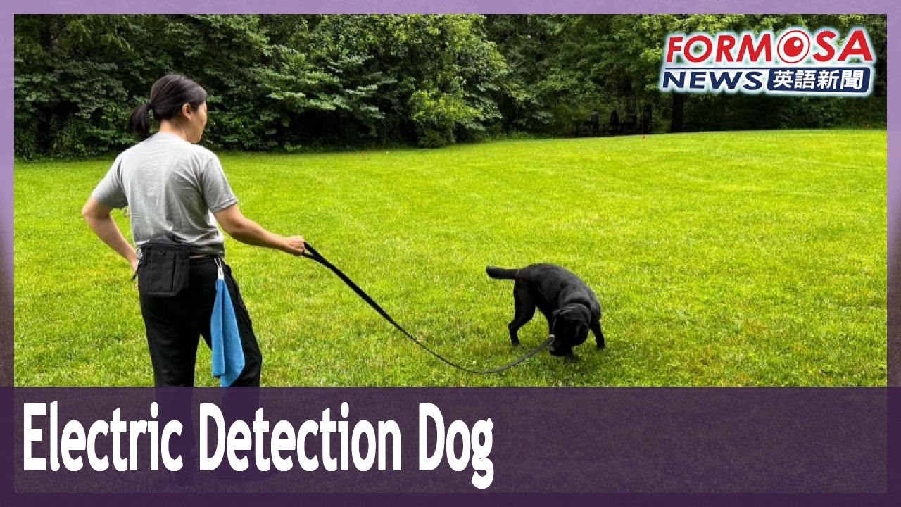 Wafer is Taiwan&rsquo;s first electronics detection dog