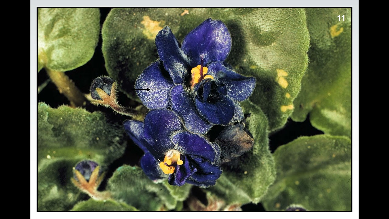 Fundamentals of Plant Diseases - Slide 11 - FUNGI:  POWDERY MILDEWS