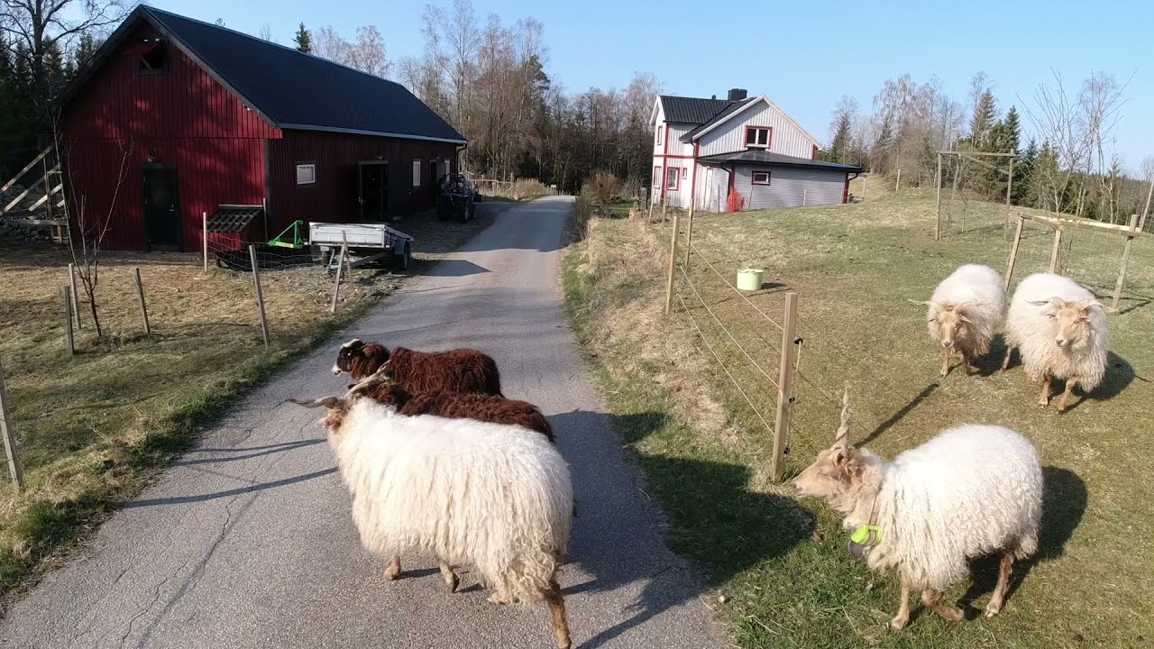 Swedish Farm Life - Sheep Shearing Day