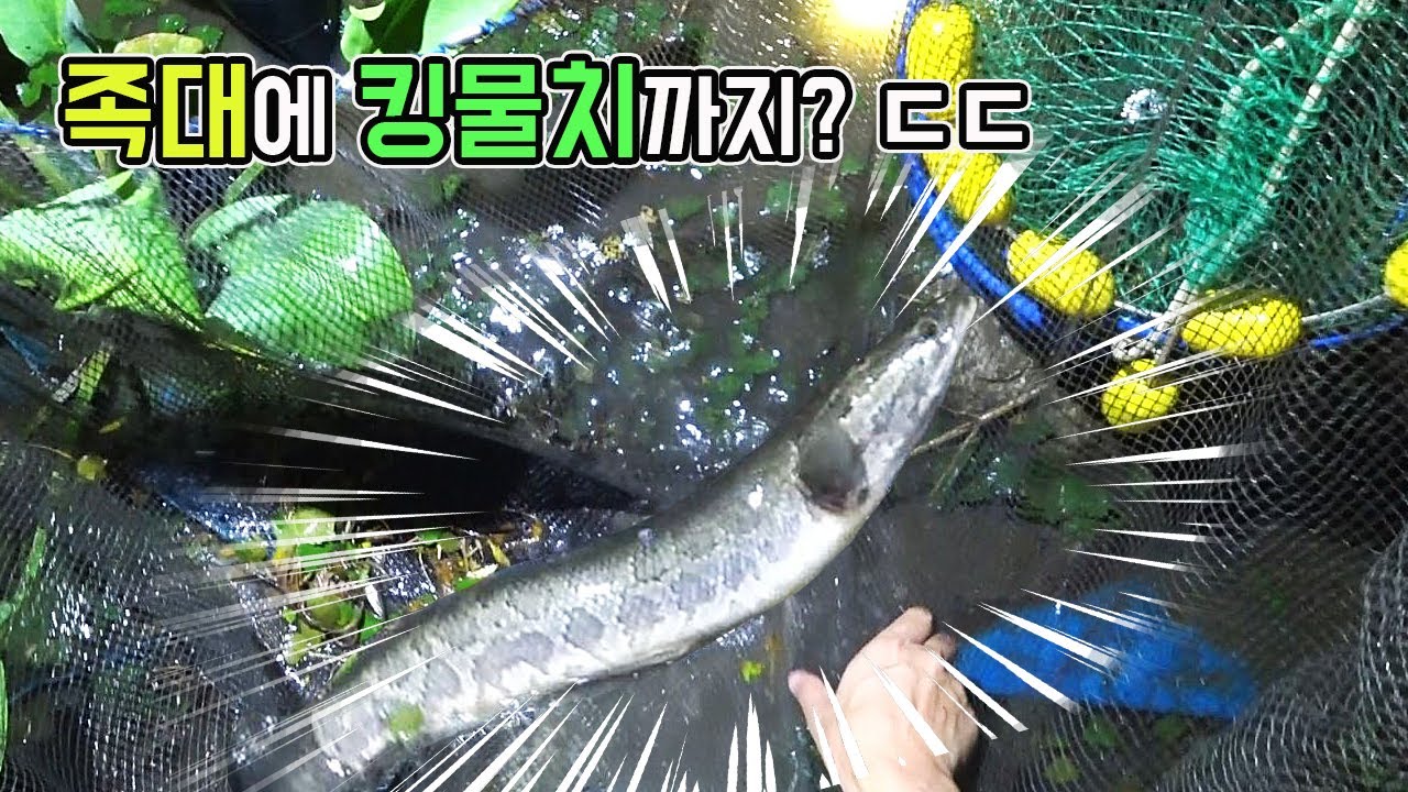 살면서 이렇게 물고기가 많은곳은 처음봅니다!!ㄷㄷ 물보다 물고기가 더많은것 같은 이곳!!! [TV생물도감]