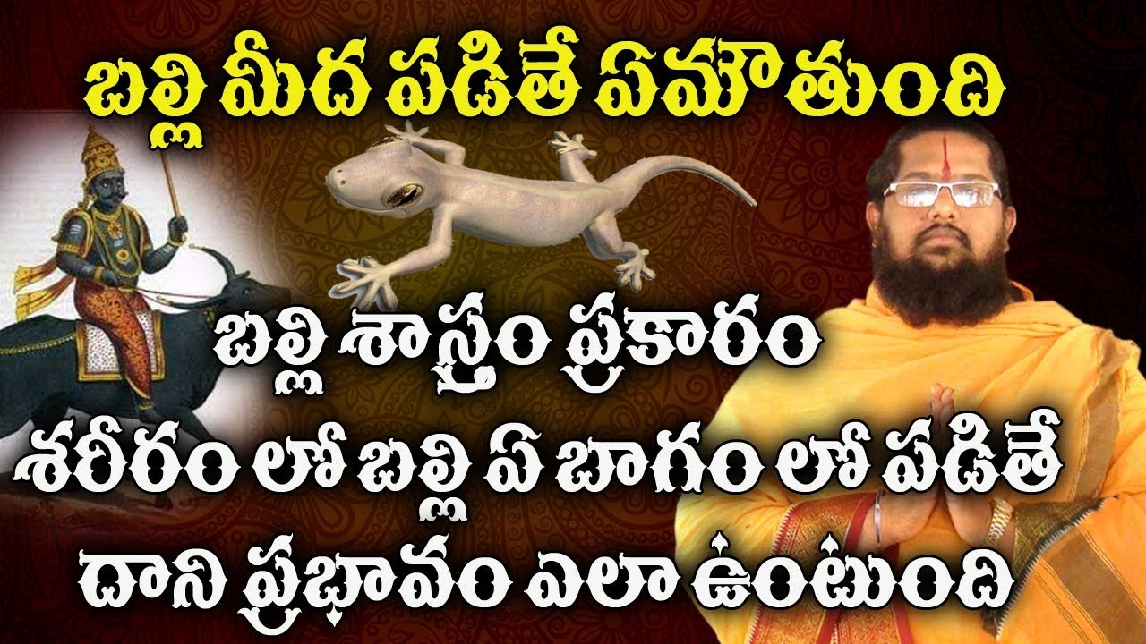 బల్లి మీద పడితే ఎం జరుగుతుంది | balli meeda padithe em jaruguthundhi | balli sasstram