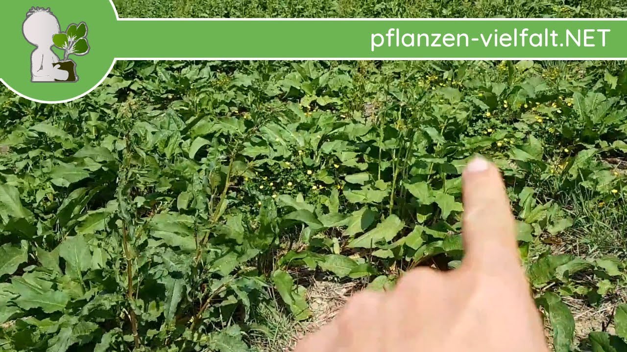 Krauser Ampfer vs. Stumpfblättriger Ampfer - 25.04.18 - Wildpflanzen bestimmen