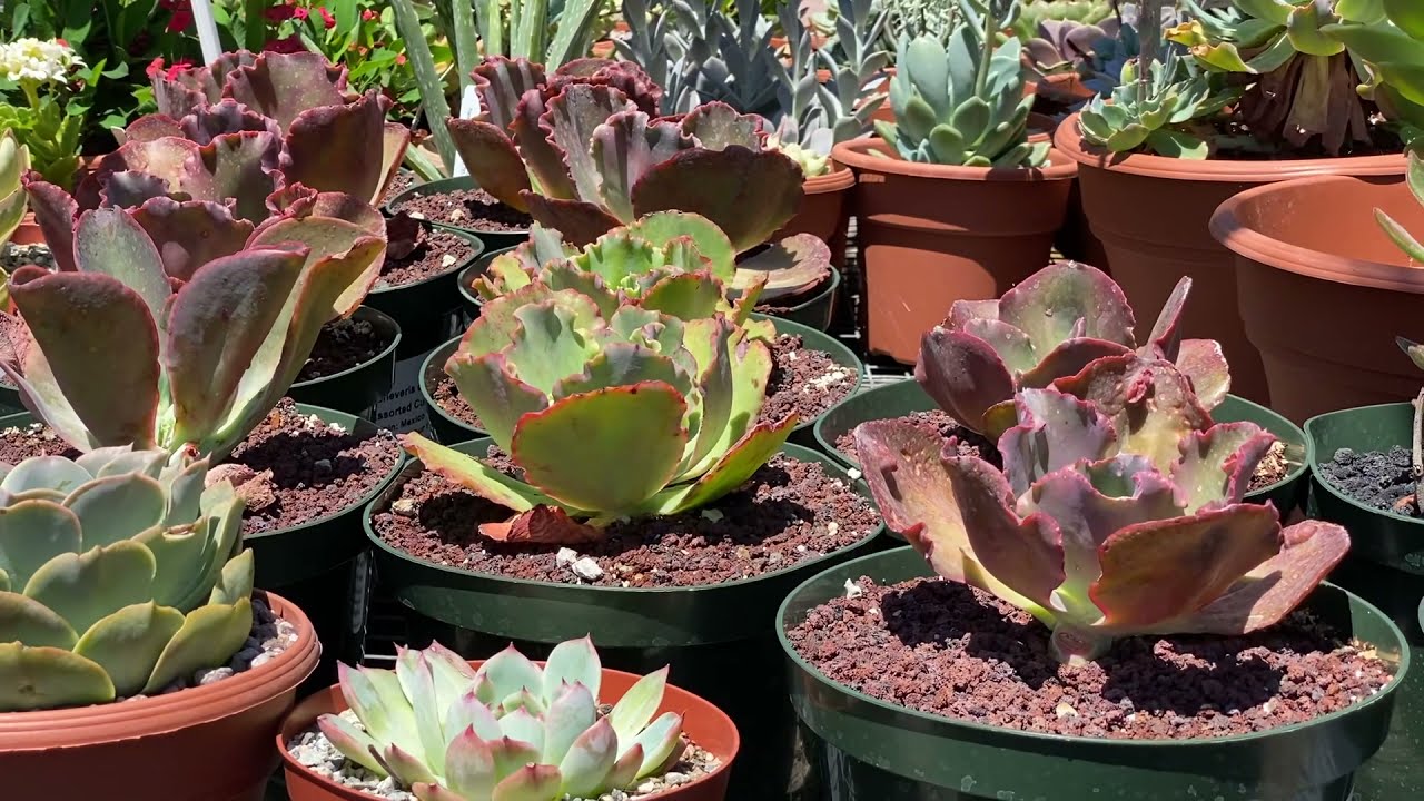Variety of Succulents and cacti