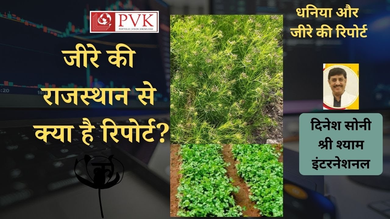 धनिया और जीरे की राजस्थान से रिपोर्ट