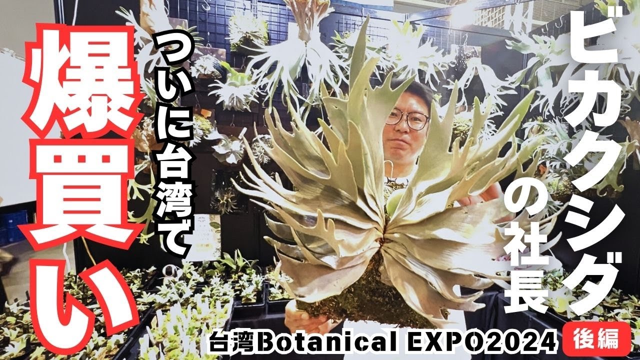 後編）ビカクシダ注目株を爆買い！【台湾 Botanical EXPO2024 Autumn】