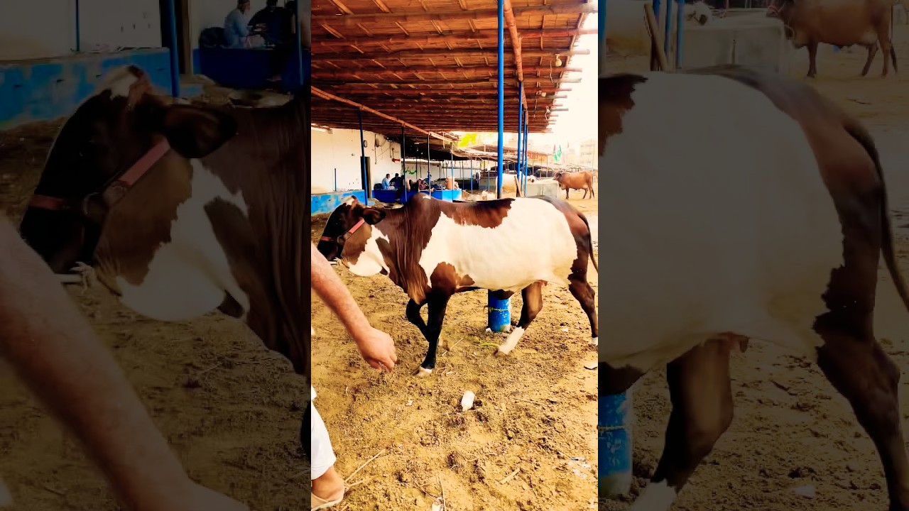 Karachi Cow Mandi - Malir Mandi - Bakra Mandi - Multan Mandi 