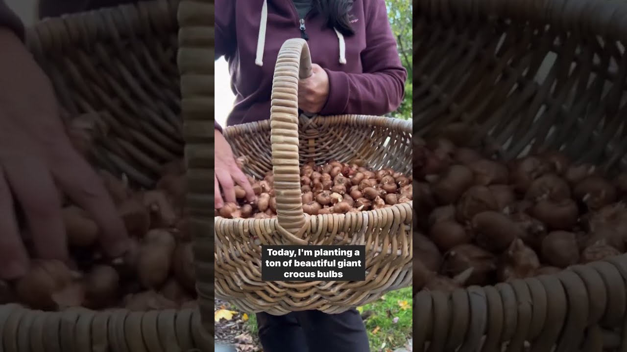 Planting a bulb lawn with Flowerbulbs.com! Spring is going to look amazing! 🌷 How&rsquo;s It Growing?