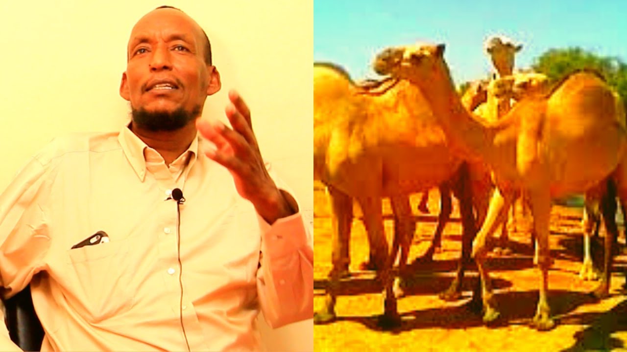 Abwaan Abdirahman dhicis Iyo Gabayo Qiiro badan oo uu Qaar Noloshiisa ka tiriyay.