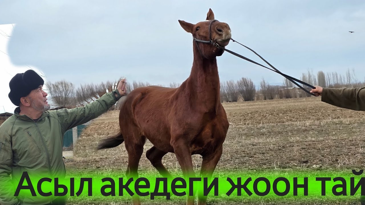 Асылбек акенини АРГЫМАГЫ💥12 февраля 2026 г.