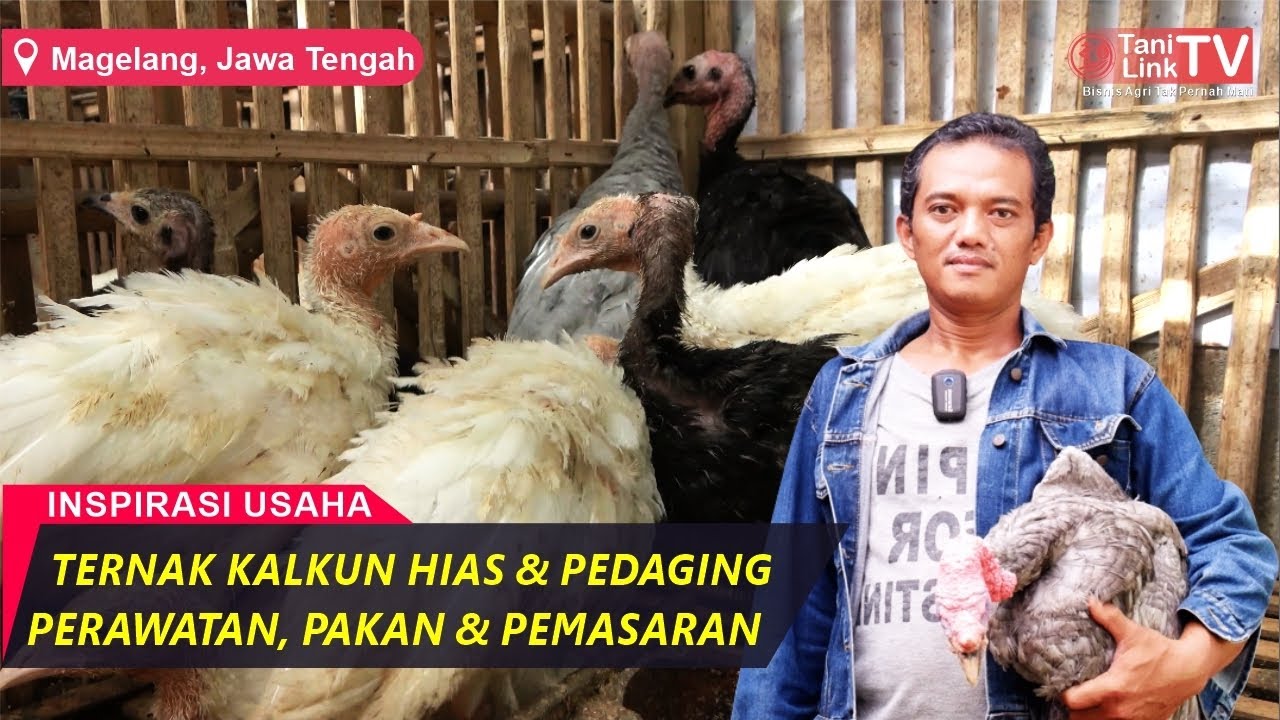 Raup Untung Dari Budidaya Ayam Kalkun, Sepasang Indukan Harga Capai Jutaan
