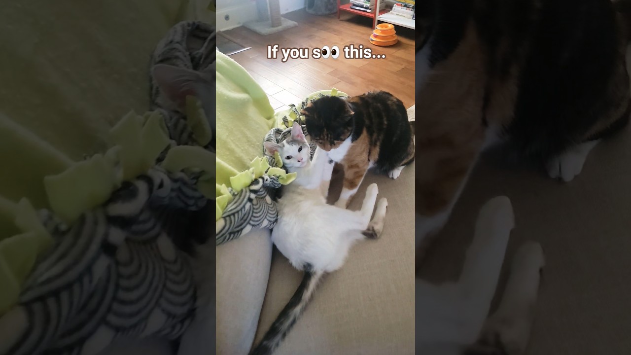 Kinda awesome #trending #funny #ytshorts #trendingshorts #fyp #memes #cute #cat #catvideos #coconico