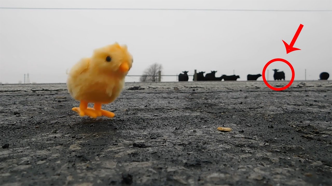 WIND UP CHICKEN WALKS TO WALMART?!