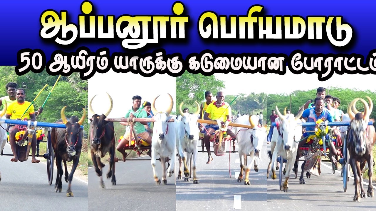 ஆப்பனூர் பெரியமாடு 18/03/2026 #krish_studio_kattumavadi
