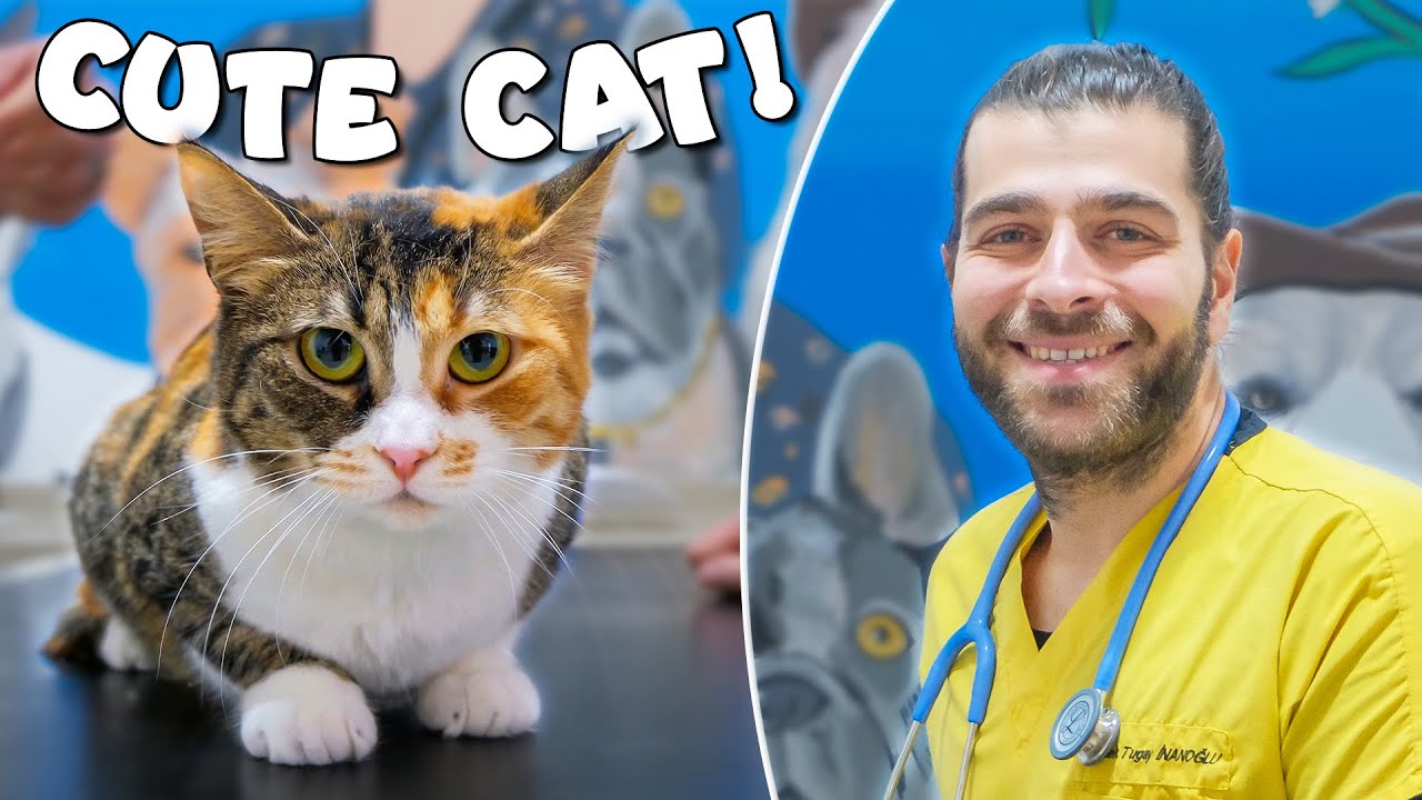 Эта кошка такая хорошая девочка! (Такая послушная и очаровательная!)