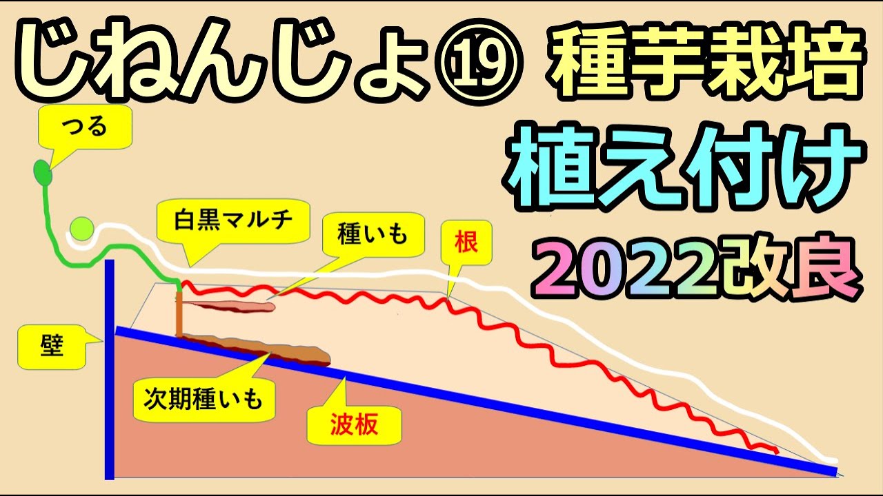 【楽々】波板自然薯ななめ栽培⑲ 来年用の種イモ植え付け 2022の改良版