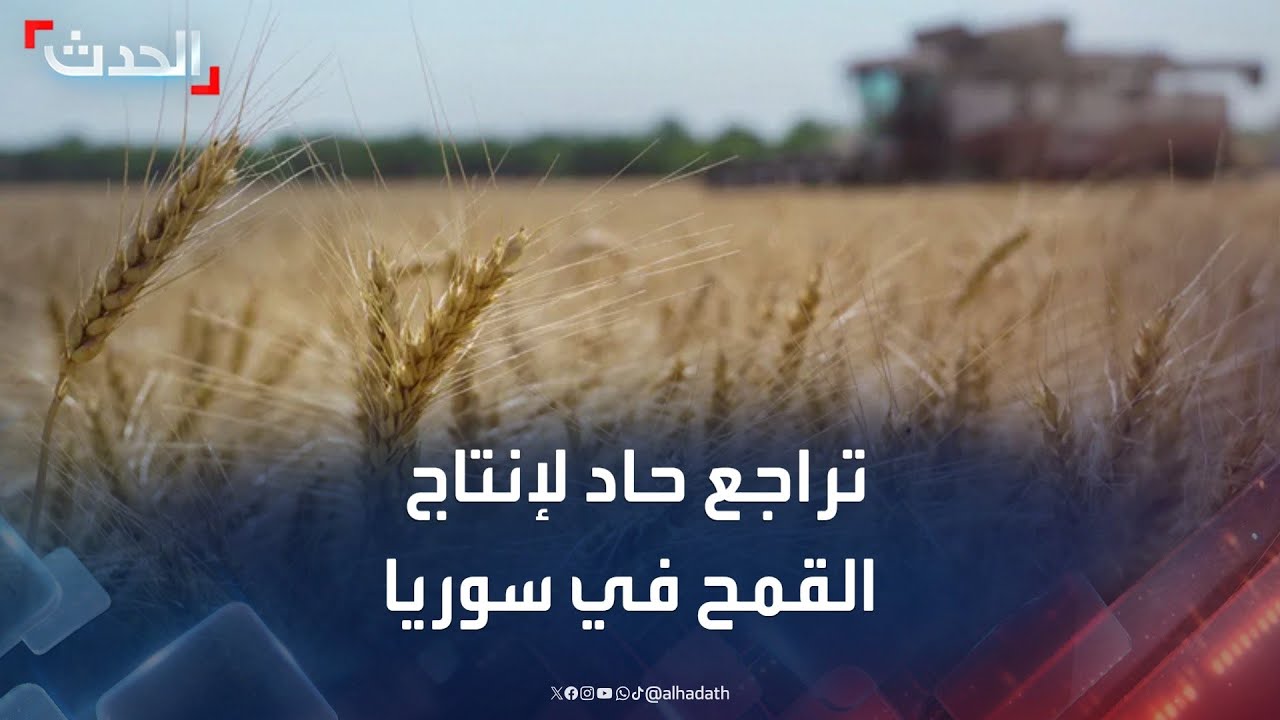 باحث: إنتاج القمح بسوريا تراجع في 2023 بنسبة 70% مقارنة بالعام 2011