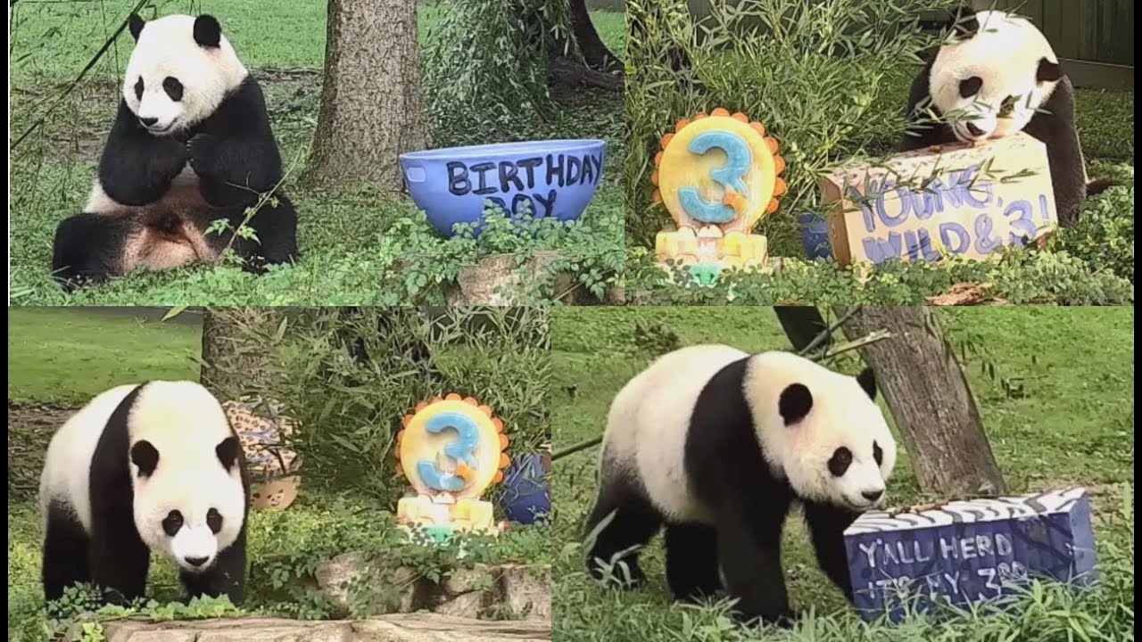 2023-08-21 Xiao Qi Ji: Happy 3rd Birthday, Miracle Cub!