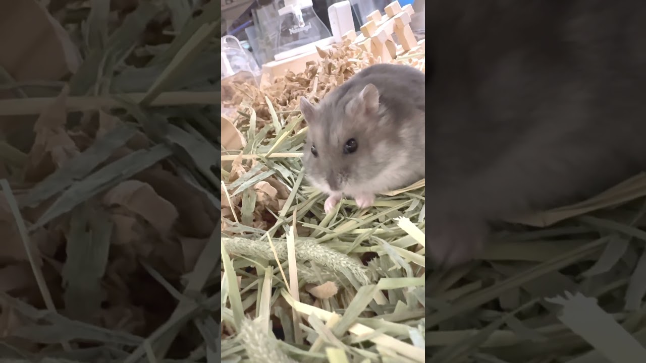 Ohagi Checks Out the New Hay #shorts #hamster
