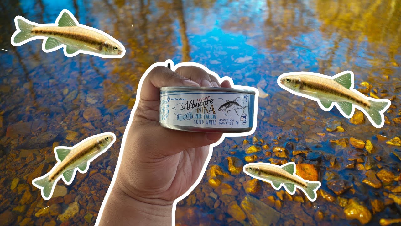 Ultimate Minnow Trap Bait Nobody Uses!