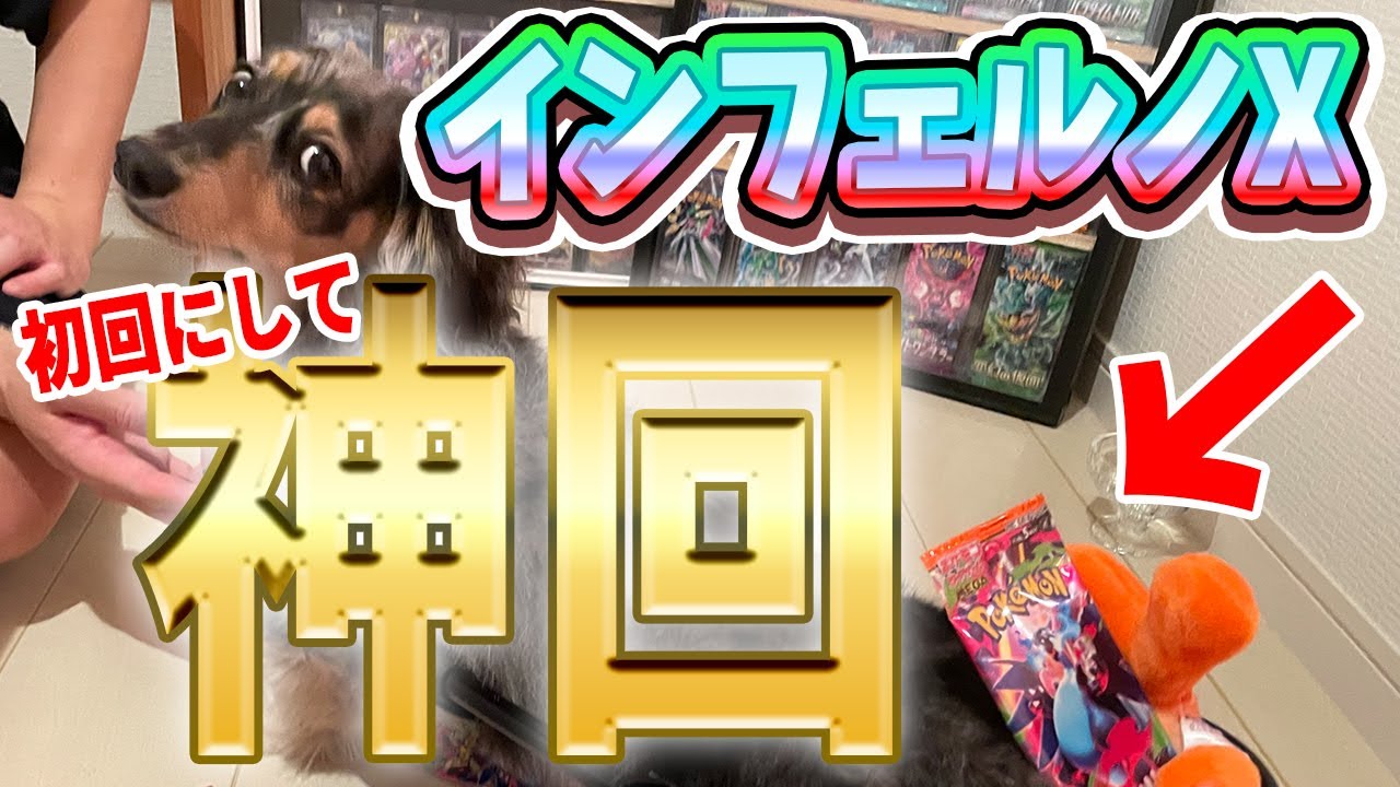 【奇跡‼️】ヤバいって!!犬が選んだパックがまさかの○○連発!! 手が震えるレベルの神引き【ポケカ開封】#インフェルノX#ポケモン#ポケカ #ポケカ開封