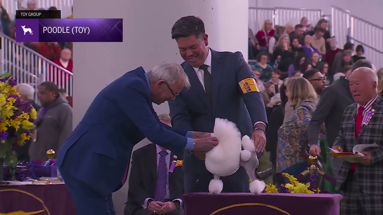 Poodles (Toy) | Breed Judging 2026