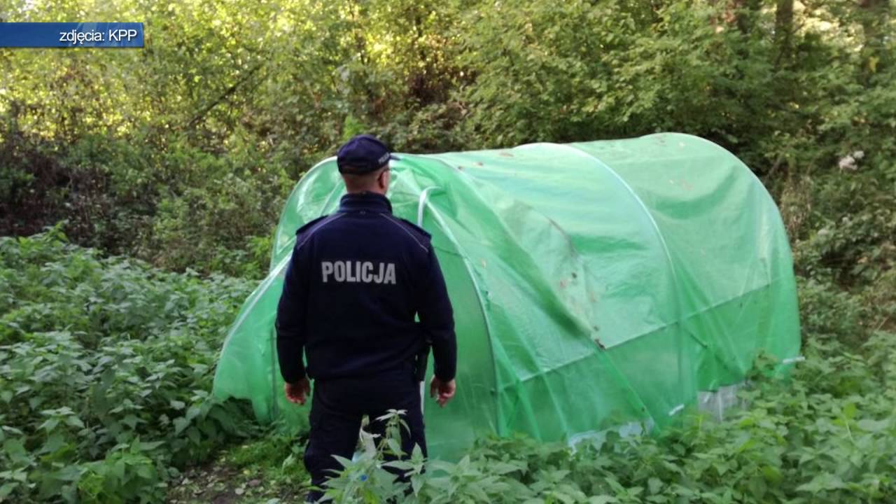 TKB - Plantacja konopi - 05.10.2016