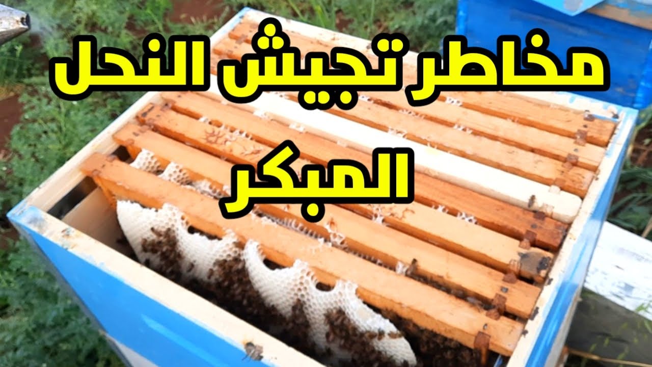 التغذيه المبكره ومخاطرها