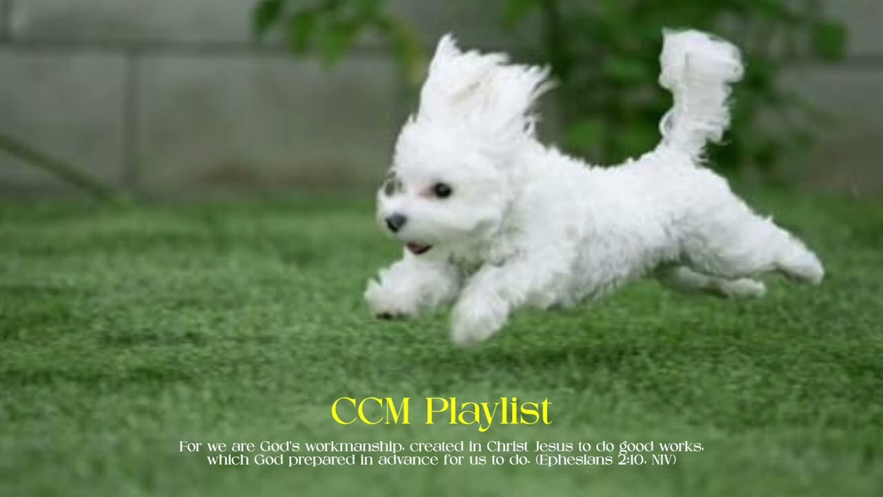 𝐂𝐂𝐌 𝐏𝐥𝐚𝐲𝐥𝐢𝐬𝐭 찬양 듣고 싶어서 신나개 달려왔다멍! 🐾 | 인트로만 들어도 신나는 찬양 플리