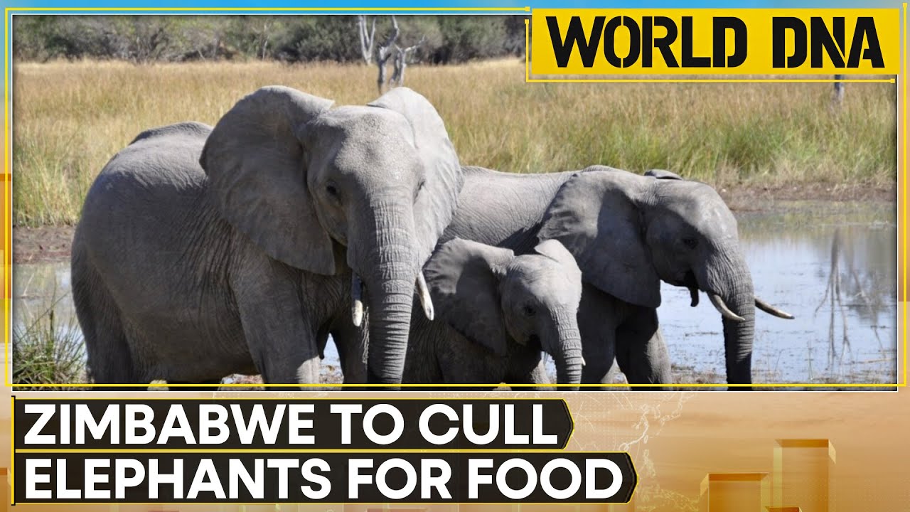 Zimbabwe to Cull Dozens of Elephants, Distribute Meat to Locals | World DNA | WION