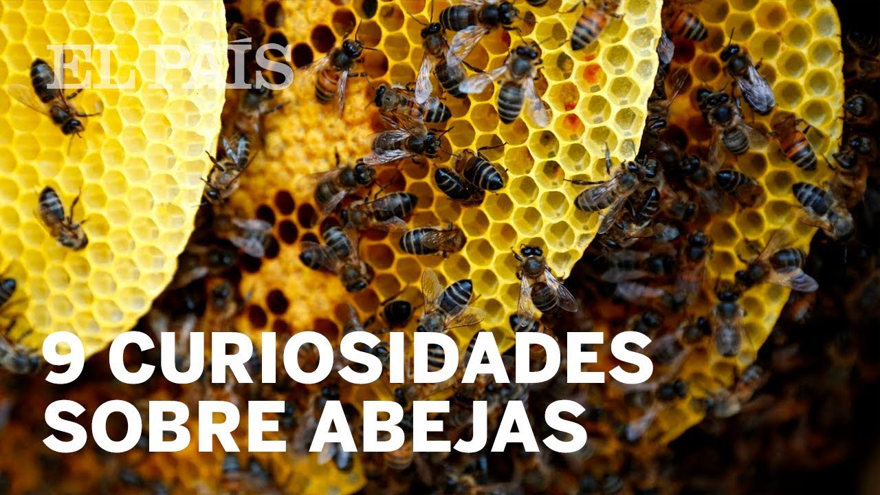 DÍA MUNDIAL DE ABEJA: Nueve cosas que quizá no sabías de estos insectos | Planeta Futuro