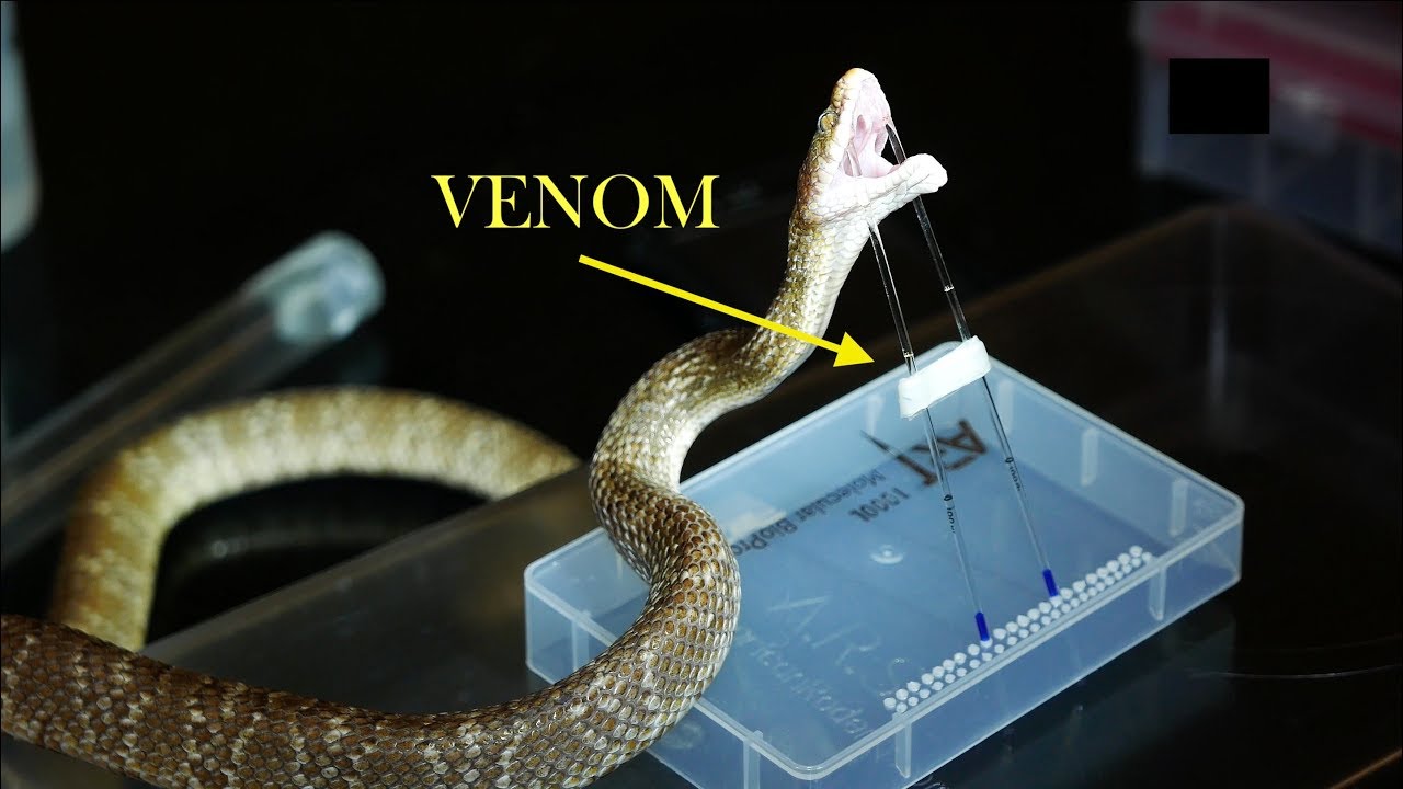 Rearfang Snake Venom