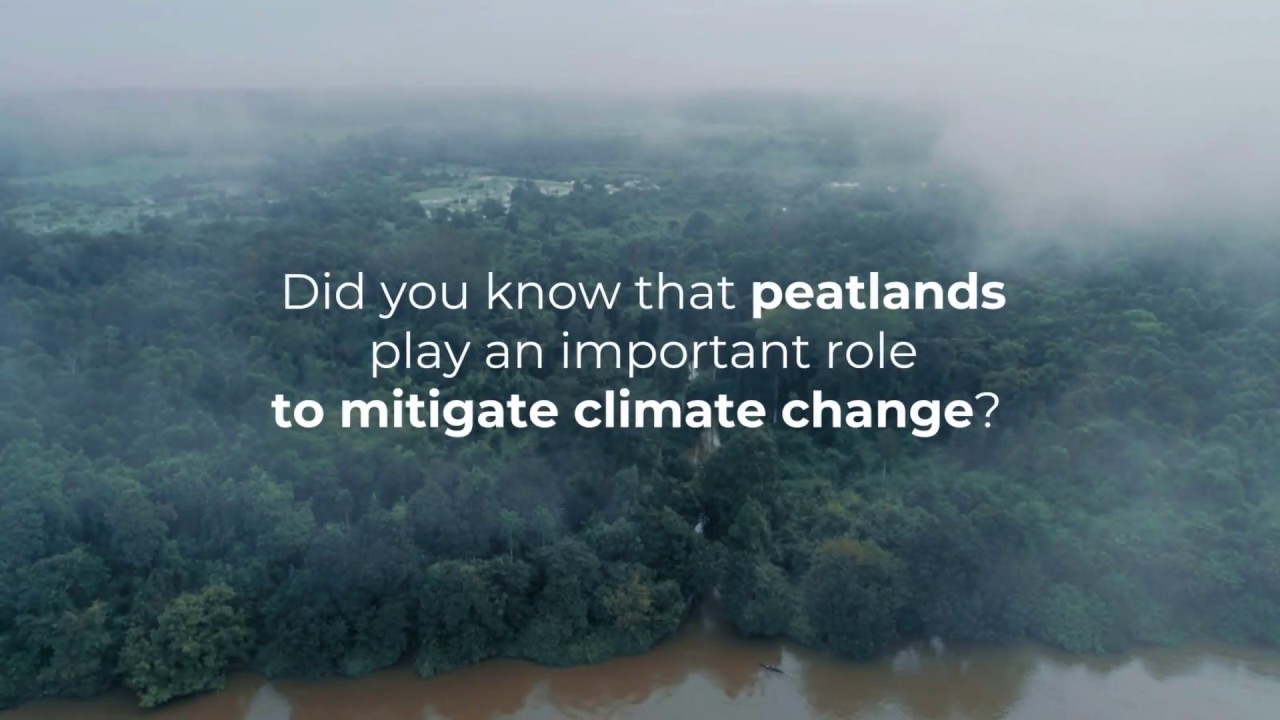 Peatlands, earth's hidden treasure in the fight against climate change