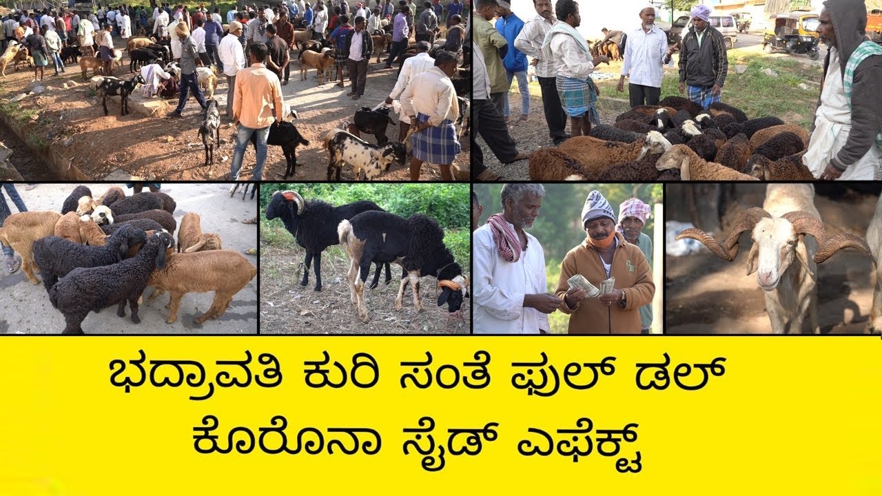 ಭದ್ರಾವತಿ ಕುರಿ ಸಂತೆ ಫುಲ್ ಡಲ್ ಕೋರನಾ ಸೈಡ್ ಎಫೆಕ್ಟ್ | Sheep Market Bhadravathi