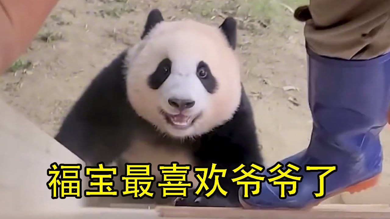 从小到大，除了妈妈，福宝最喜欢爷爷了，爷爷总会陪着福宝玩各种游戏！#panda #大熊貓
