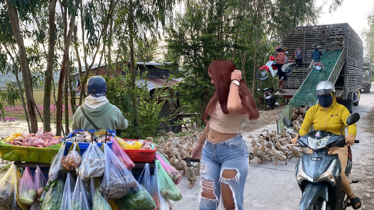 Two Trucks Carried Ducks to the New Field | Huong Farm Vlog