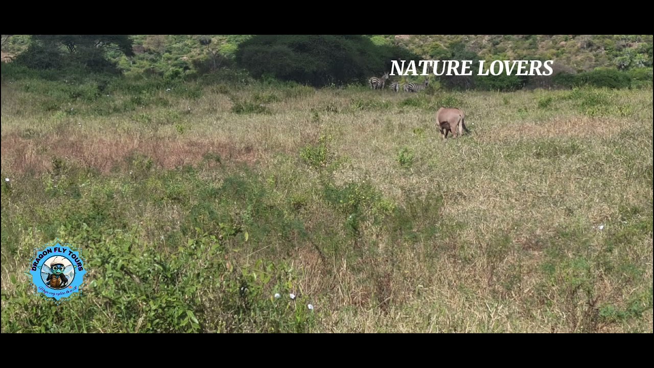 Nature Lovers vlog @Dragonflytours 