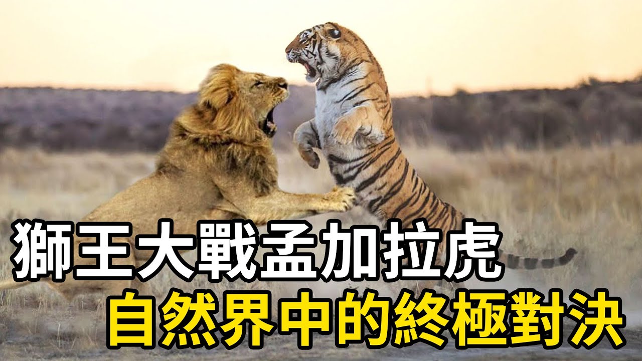 雄獅VS孟加拉虎：王者之爭，誰能勝出？|猛獸世界