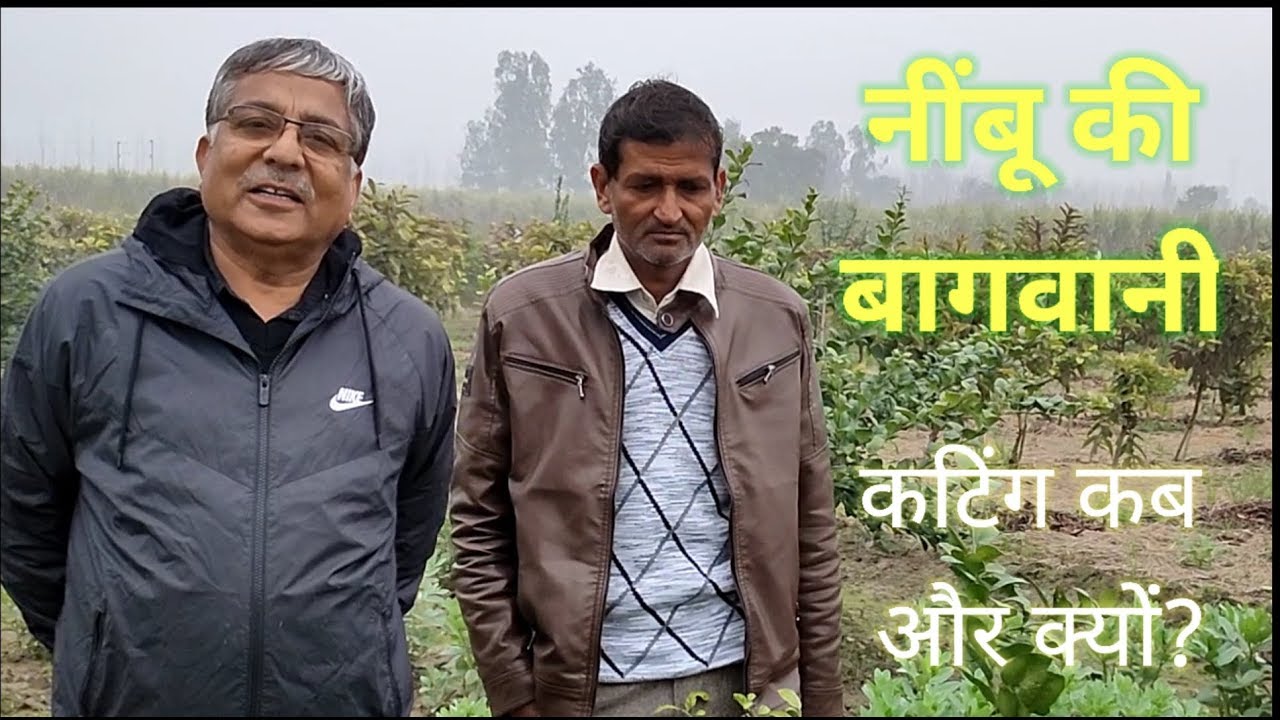 113. नींबू की अच्छी पैदावार के लिए कटिंग क्यों और कब करे।। Pruning of lime plants