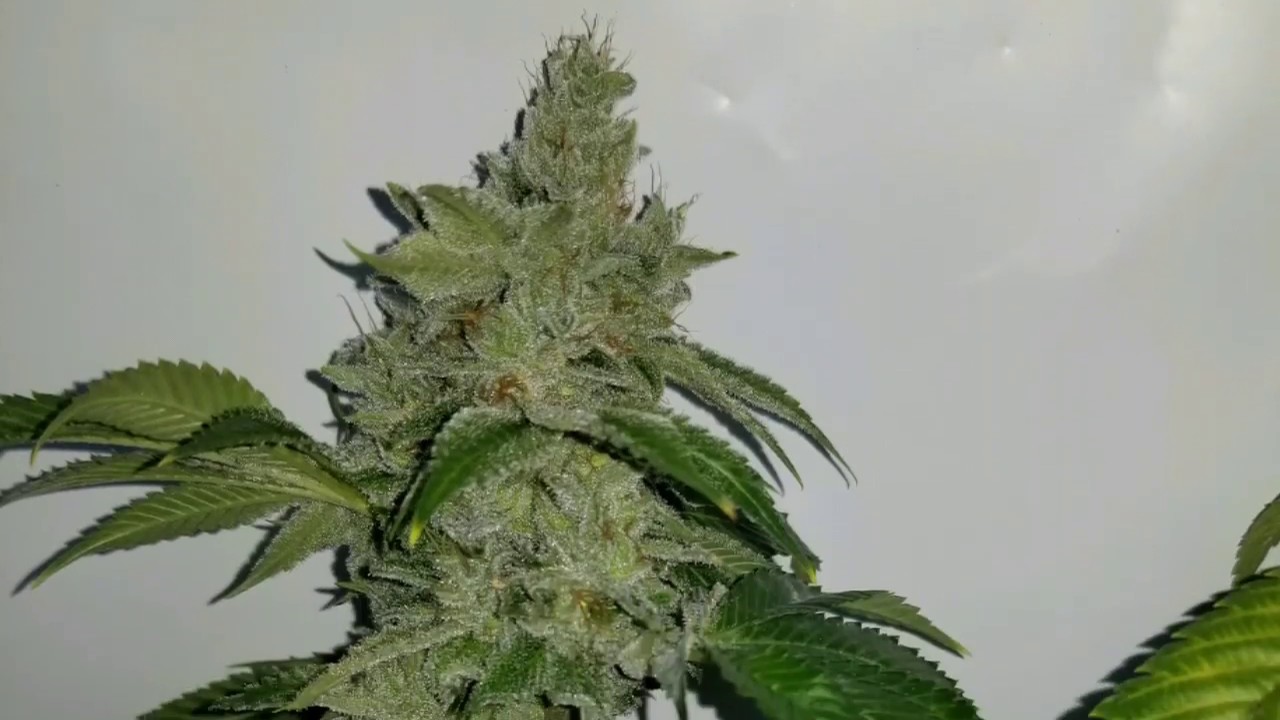 White Walker og