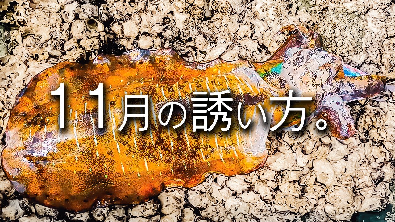 【晩秋エギング】渋い時ほど効く「一段シャクリ」スレた良型を無理やり抱かせる方法がすごすぎる