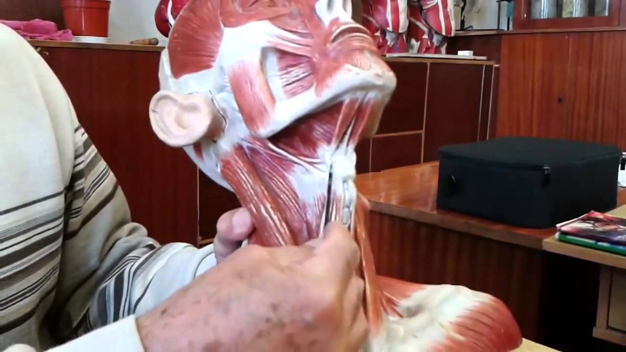 М’язи шиї та голови