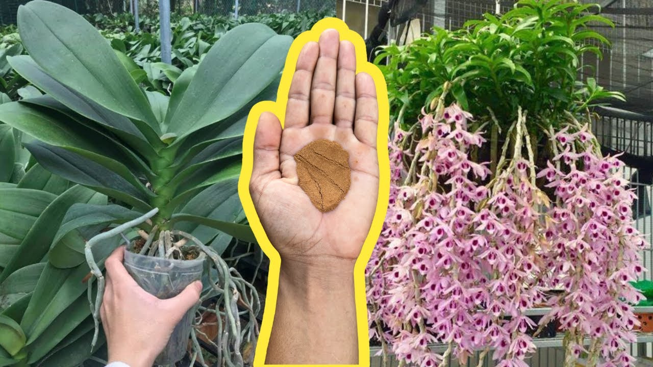 USE CANELA EM PÓ ASSIM PARA TER ORQUÍDEAS COM FLORES 