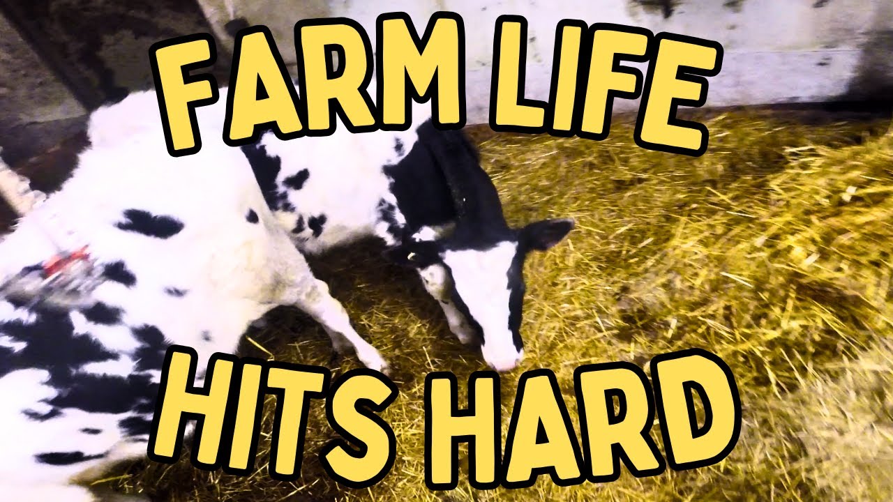 Farm POV: The Reality of Farm Life, Loss & Hard Work