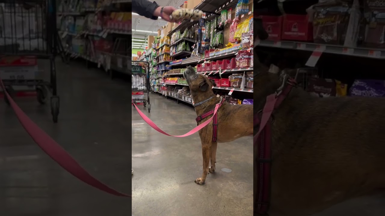 Pet Supplies Plus - Shopping Trip