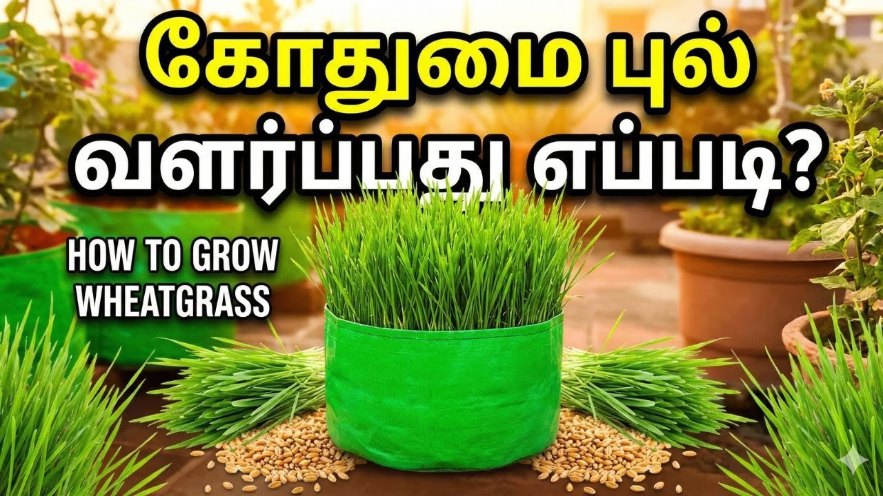 How to Grow Wheat Grass at Home 🌱 | Godumai Pul Valarppu in Terrace Garden