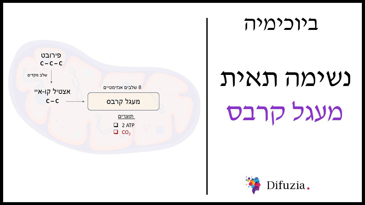 נשימה תאית: מעגל קרבס. קורס ביוכימיה