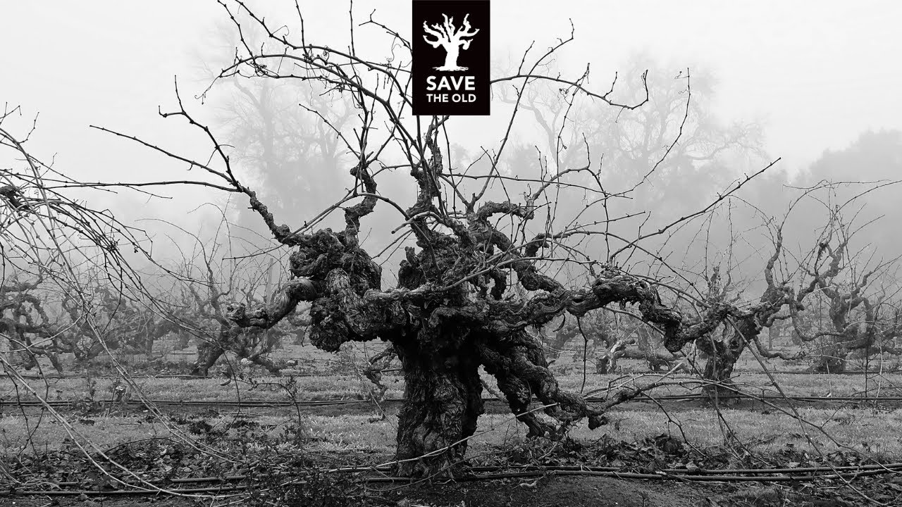 Lodi Old Vine Wines Virtual Tasting & Discussion