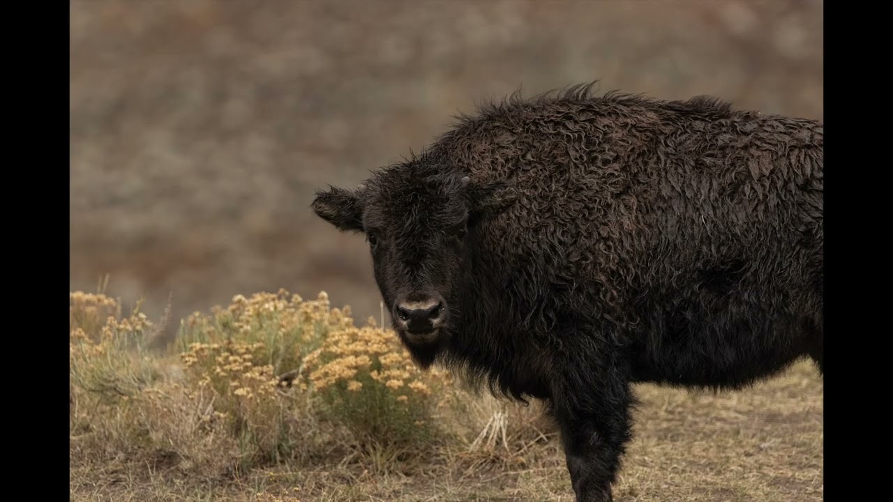 Wyoming - Sigrid Miklos